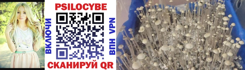 мега как зайти  Похвистнево  Псилоцибиновые грибы Psilocybine cubensis 
